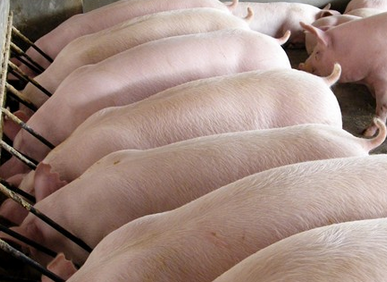 豬肉價格上漲，益生元保障健康！