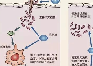 抗菌肽-未來養殖業抗生素的替代品